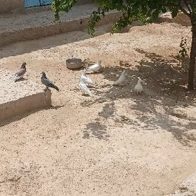 kepderi