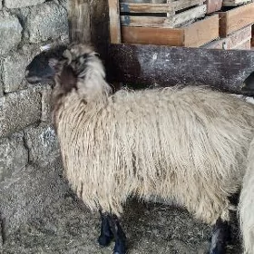 ýaşajyk işşek