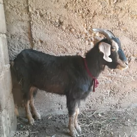 Geçi çewiş