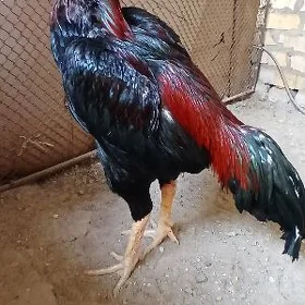 Horaz