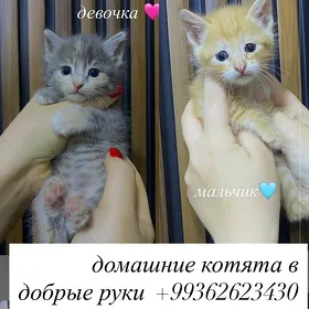 домашние котята