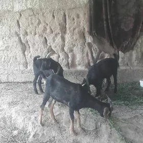 Geciler