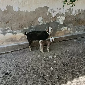 awlakly geçi