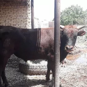 öküz