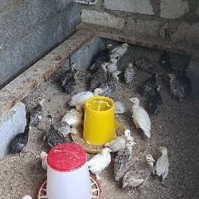 ınduk juyje