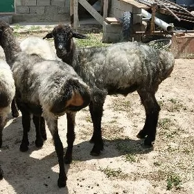 Işşek