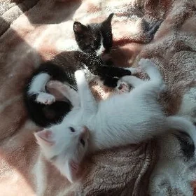 Домашние котята