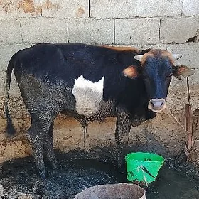 ôkuz