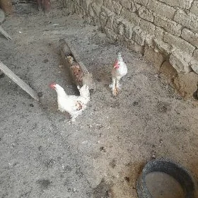 brama horaz