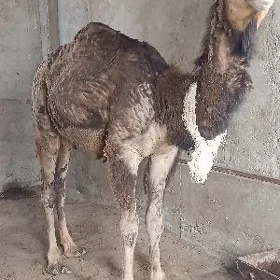 Ogşuk