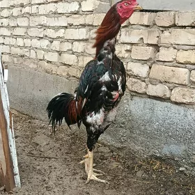 TAŞKENT HORAZ
