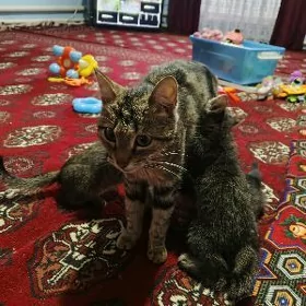 мама с котятами