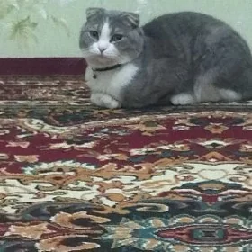 pişik yitdi