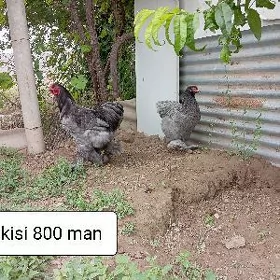 brama