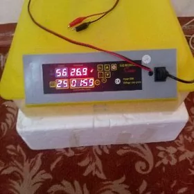 inkubator