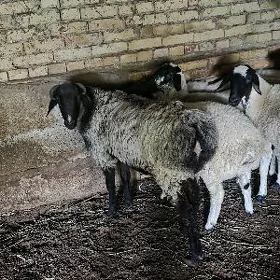 Gisar goch,Гисар гоч