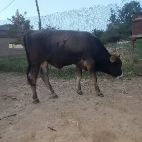 okuz goleli sygyr