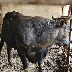 okuz 2 yaşp gelyar