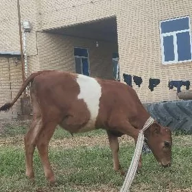 окузче