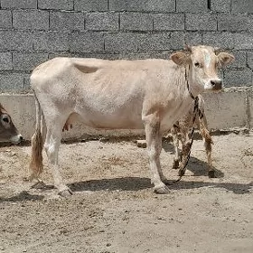 goleli sygyr
