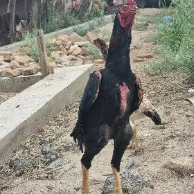 horaz