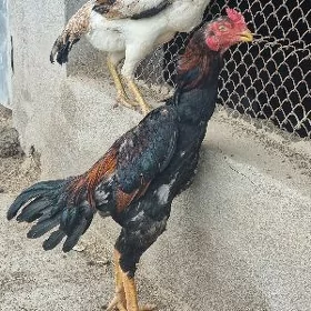 horaz