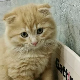 Pişik