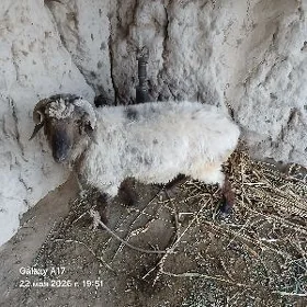 satlyk goç