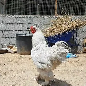 Brama lawanda