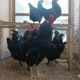 JERSI GIGANT YUMURTGA.