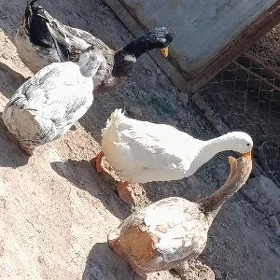yasyl bas ordek
