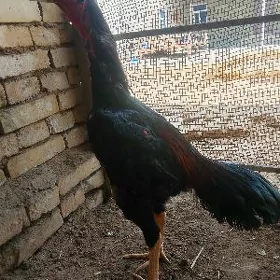 horoz