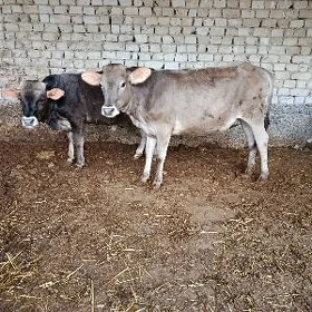 öküz tüwe