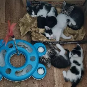 Котята в добрые руки!
