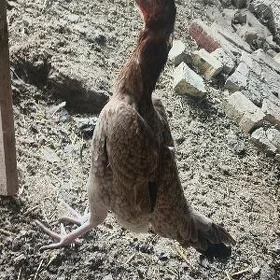 baysow towuk