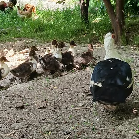 ördek sessız