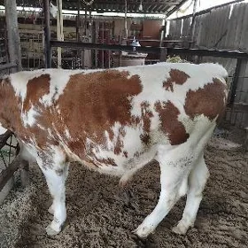 Öküz