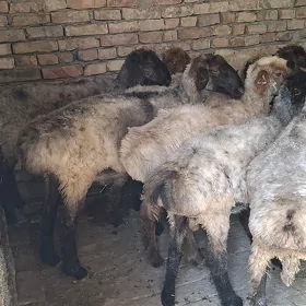 goýun işşek