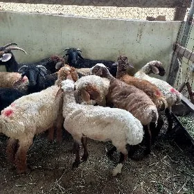 Bakylan İşşekler