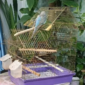 птицы