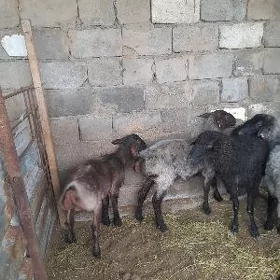 Goýun işşek