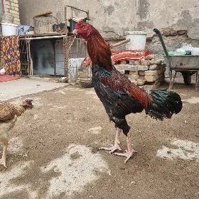 Horaz