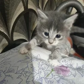 pişik