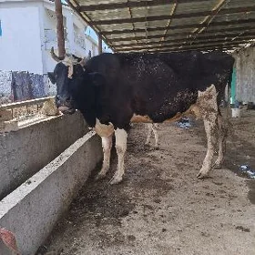 Göleli sygyr