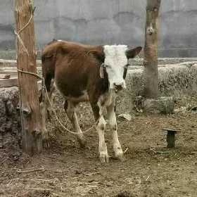 öküz