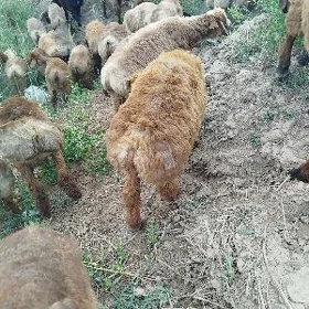 guzylar