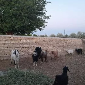 geçi