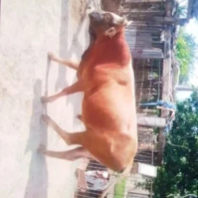 öküz