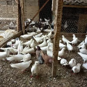 kepderi