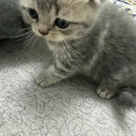 вислоухие котята